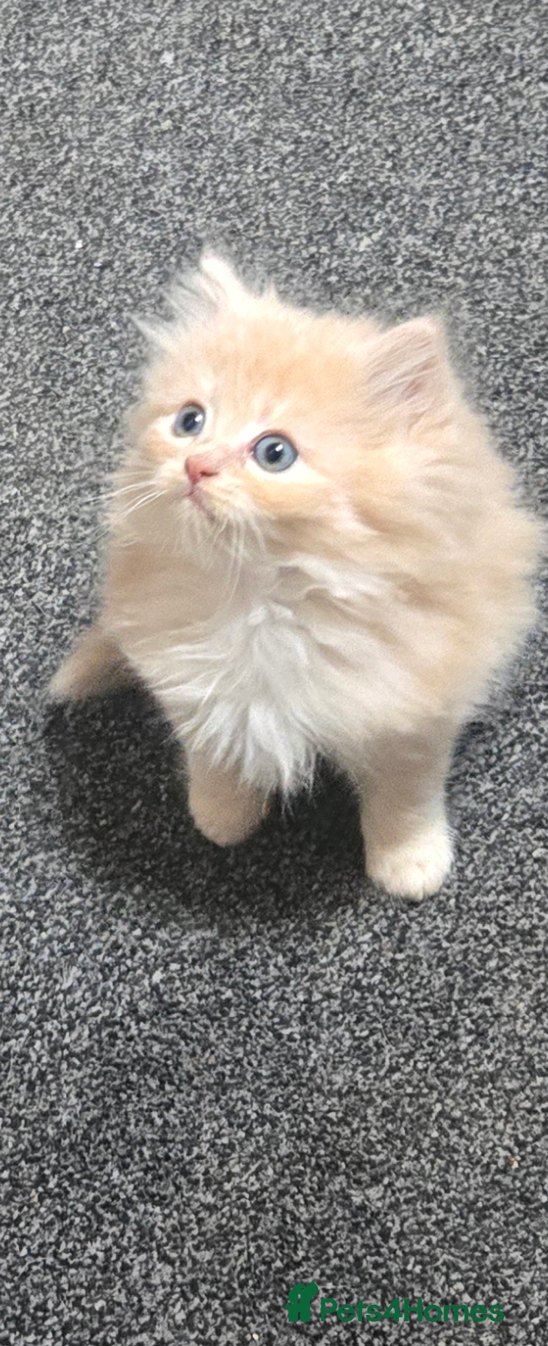 Persian cats for sale: Ginger Persian/Ragdoll male - Image 4