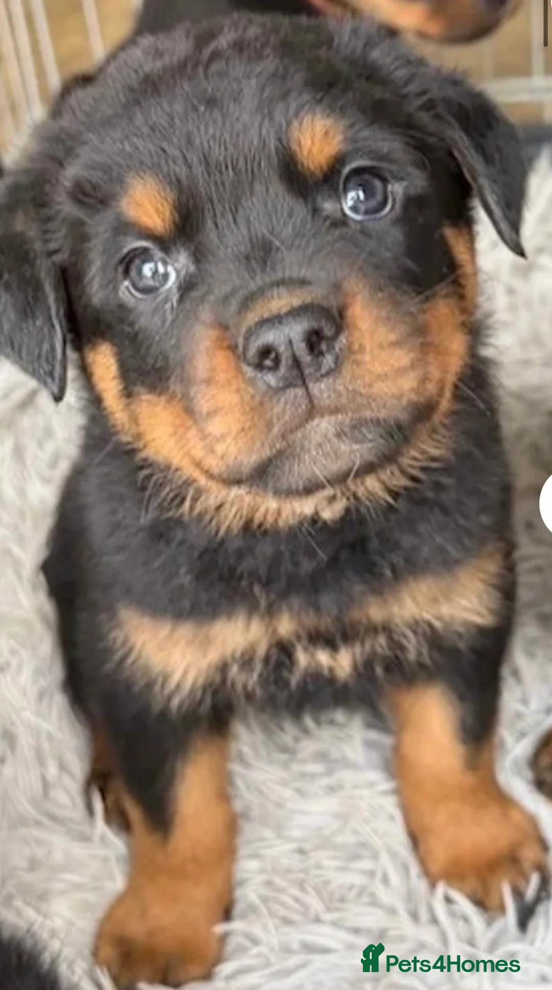 Rottweiler dogs for sale: Rottweiler puppies KC registered 2 boys left  in Northampton - Advert 3