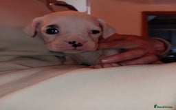 Boxer dogs for sale: Boxer litter of 6 - Image 4