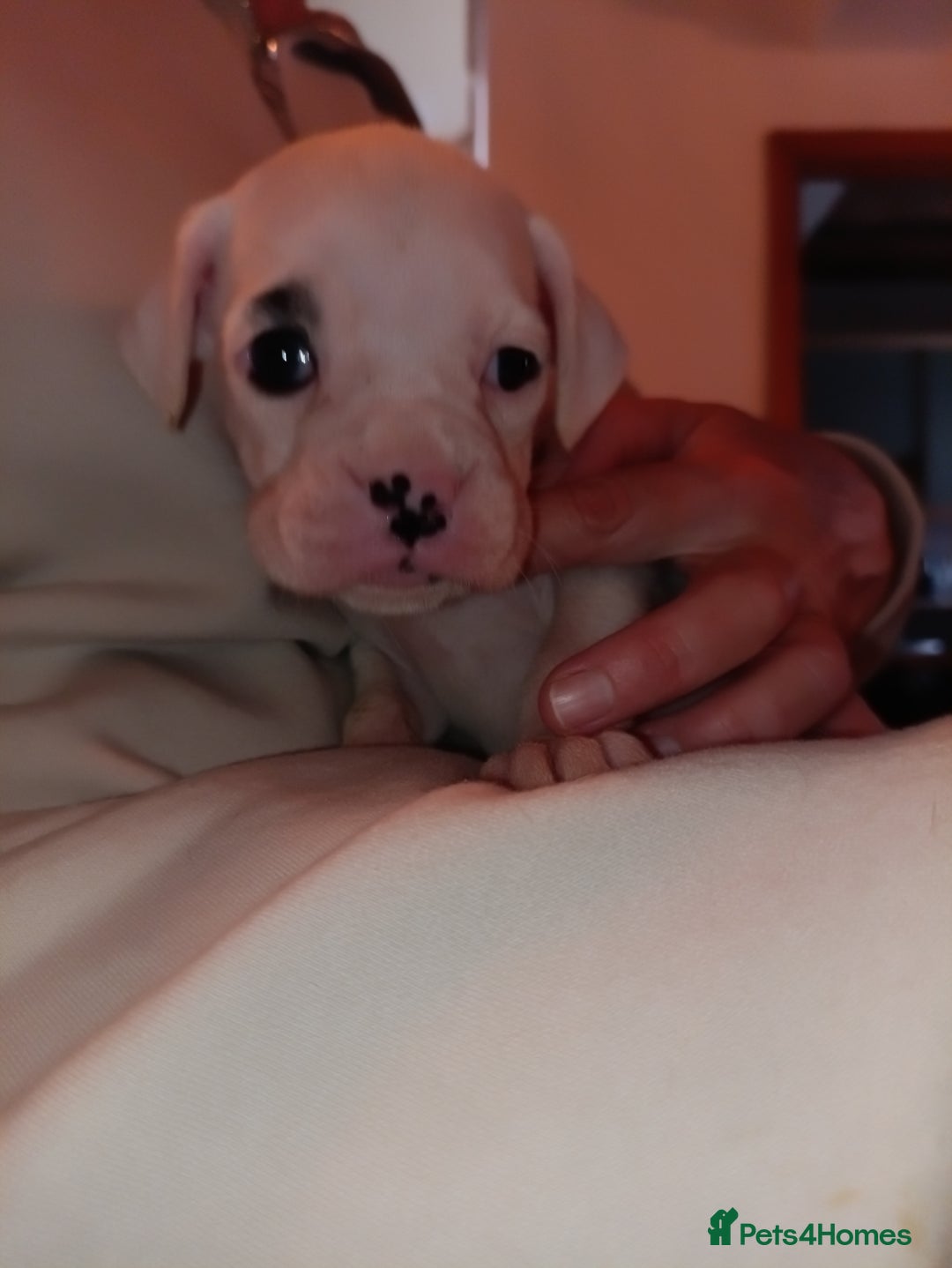 Boxer dogs for sale: Boxer litter of 6 - Image 4