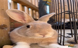 English Lop rabbits for sale: Two Girl rabbits seeking for new home  - Image 4