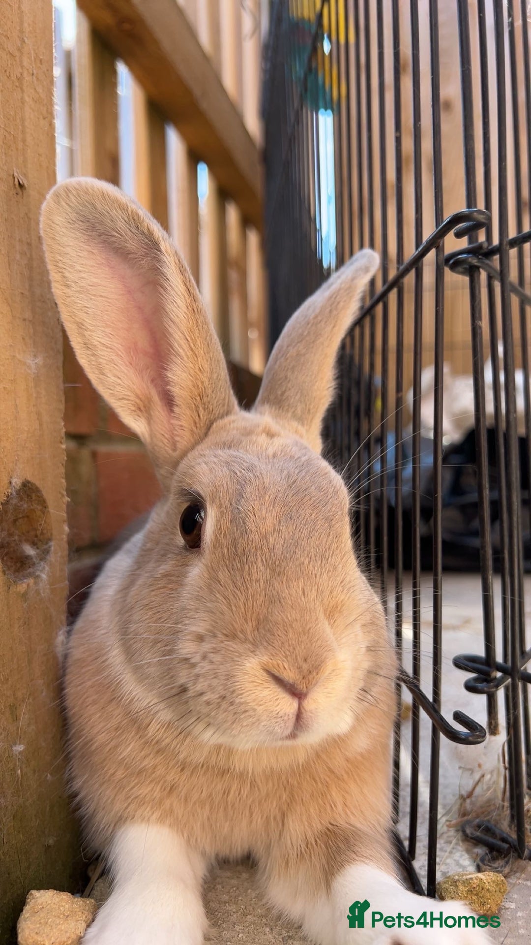 English Lop rabbits for sale: Two Girl rabbits seeking for new home  - Image 4
