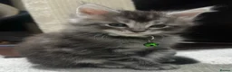 Maine Coon cats for sale: Pedagree GCCF Registered Maine Coon Kittens - Advert 8