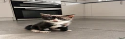 Domestic Shorthair cats for sale: 3 Adorable Female Kittens Ready Soon - Advert 4