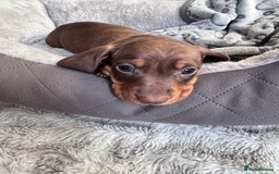 Dachshund dogs for sale: Dachshund Miniature  - Image 27