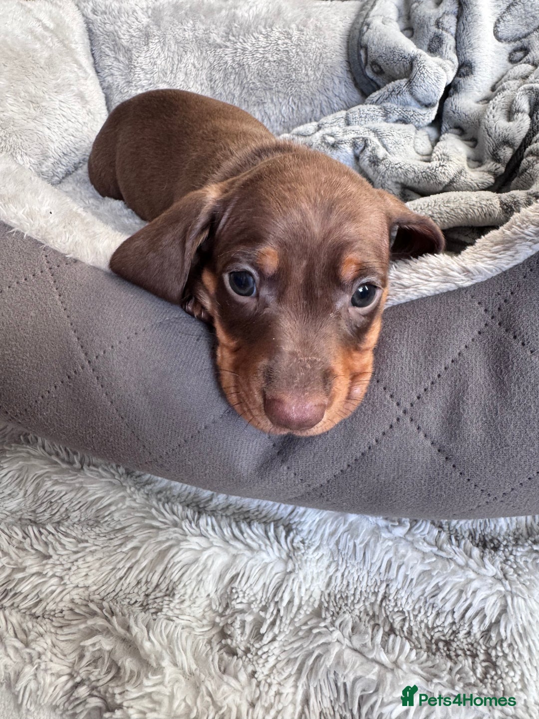 Dachshund dogs for sale: Dachshund Miniature  - Image 27