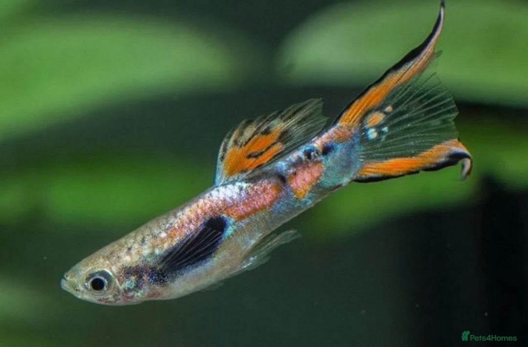Live Bearers fish for sale: Guppies  - Image 2