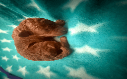 Labradoodle dogs for sale: Miniature Labradoodle F1BB Puppies - Image 7