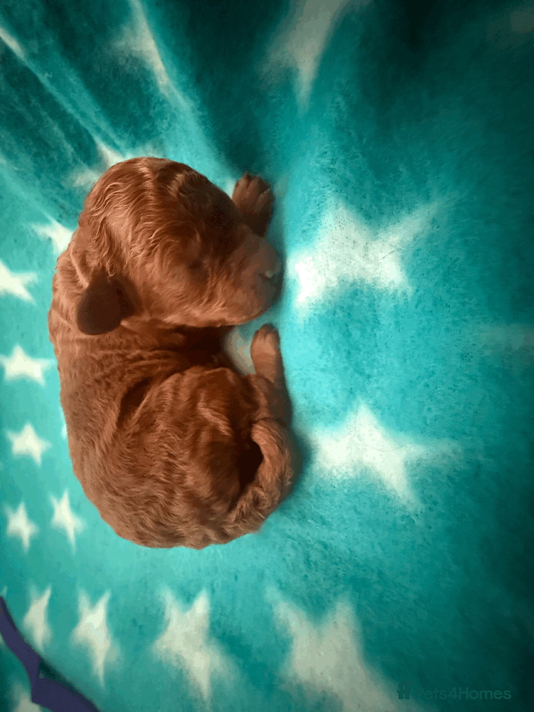Labradoodle dogs for sale: Miniature Labradoodle F1BB Puppies - Image 7