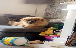 Chow Chow dogs for stud: Studding my boy chow chow  - Image 6