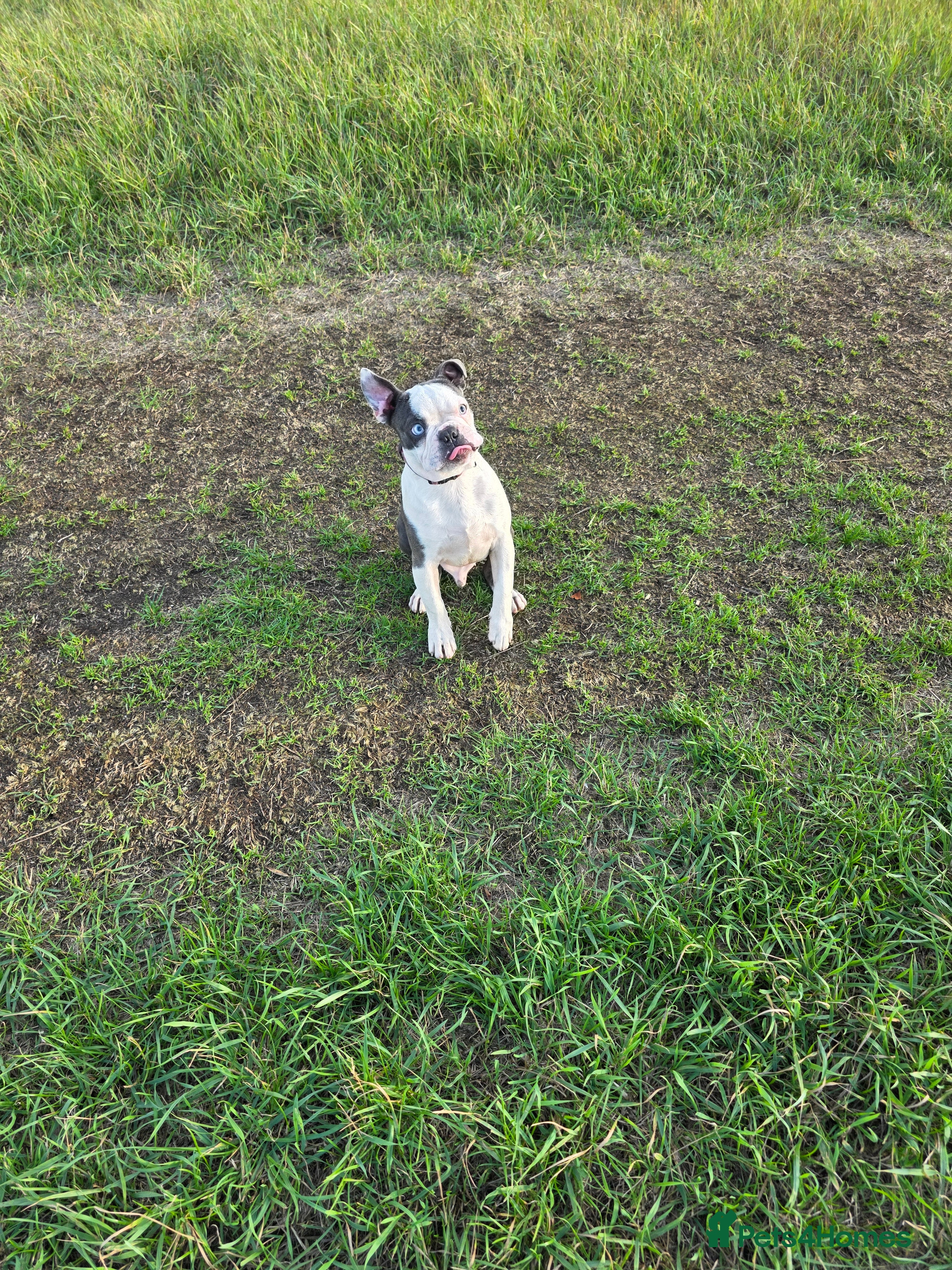 Boston Terrier dogs Kc registered blue white boy - Advert 3