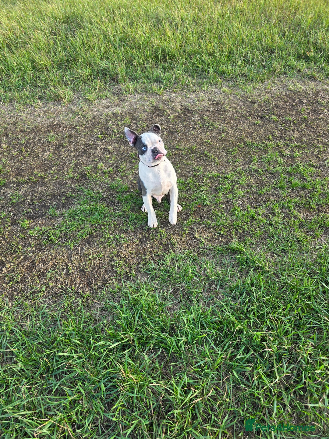 Boston Terrier dogs for stud: Kc registered blue white boy - Advert 1