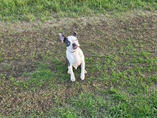 Boston Terrier dogs Kc registered blue white boy - Advert 13