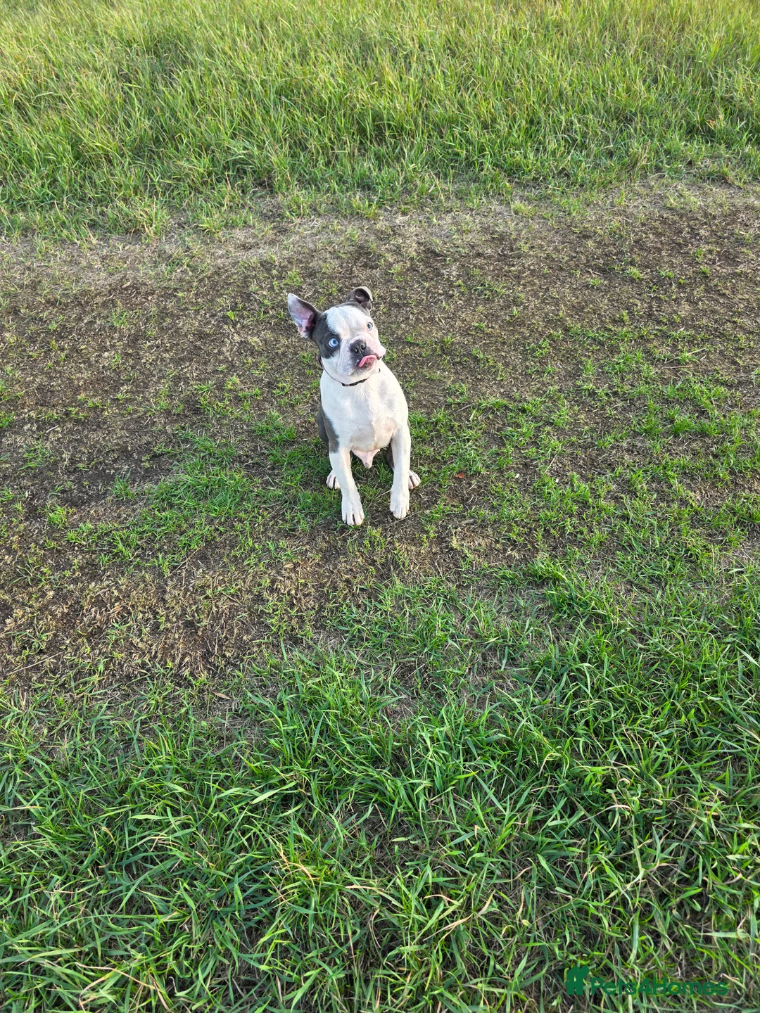 Boston Terrier dogs for stud: Kc registered blue white boy - Advert 1