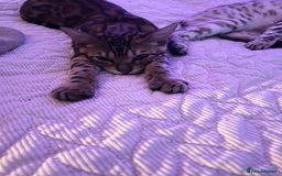 Bengal cats for sale: Male bengal kitten - Image 7