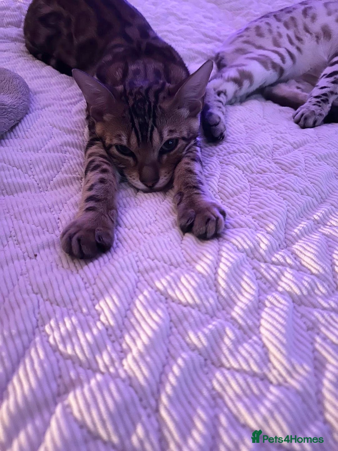 Bengal cats for sale: Male bengal kitten - Image 7