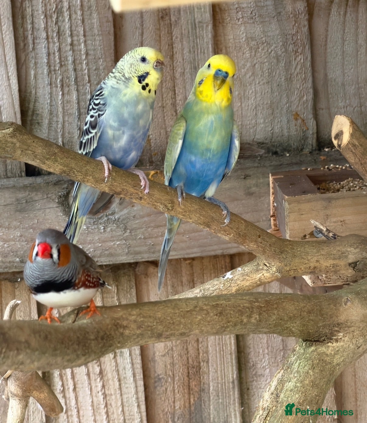Budgerigars birds Young budgies for sale   - Advert 11