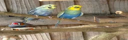 Budgerigars birds for sale: Young budgies for sale   - Advert 1