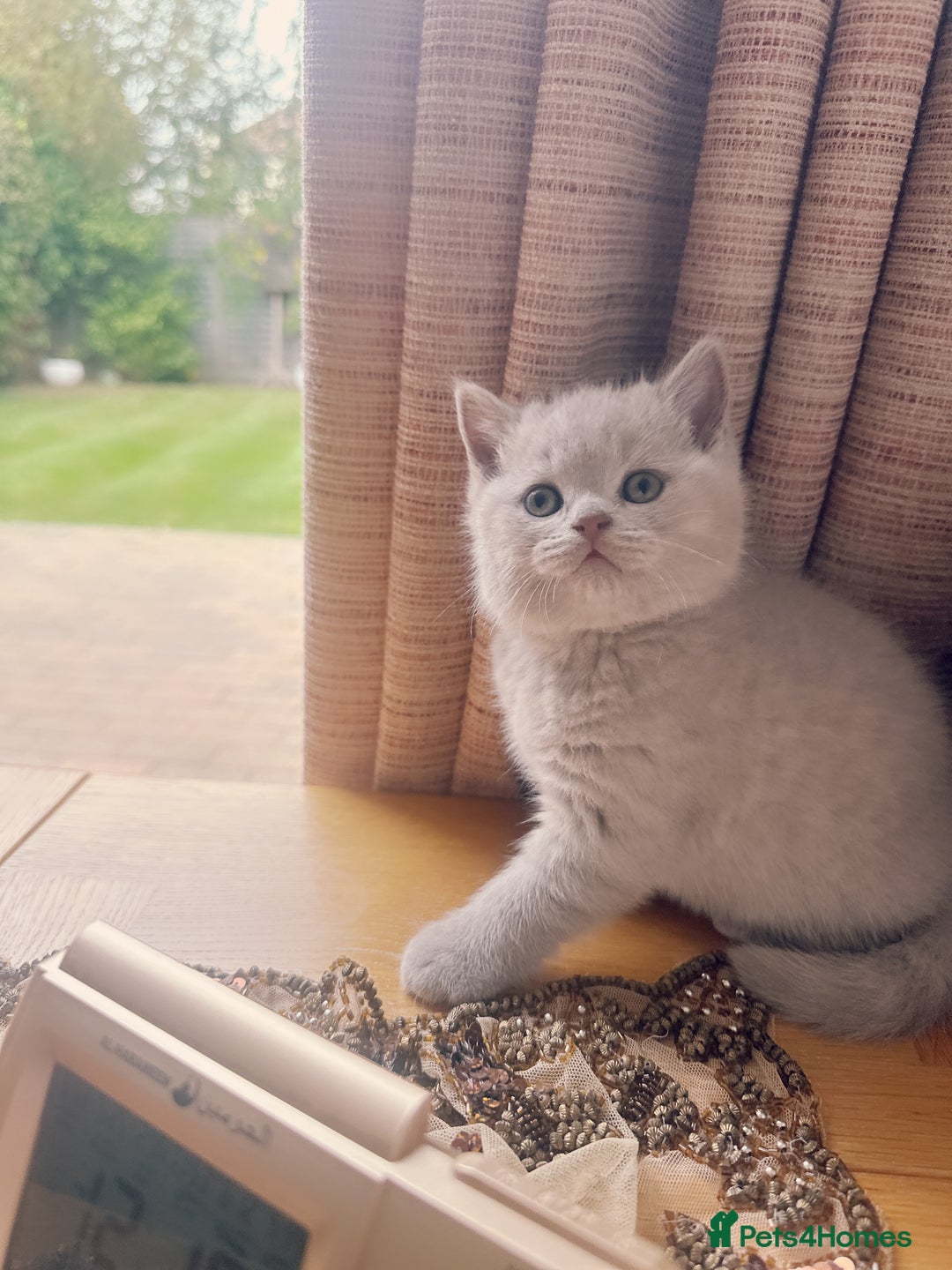 British Shorthair cats for sale: 2 female British short hair - Advert 16