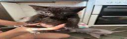 Mixed Breed cats for sale: Kittens for sale - Advert 10