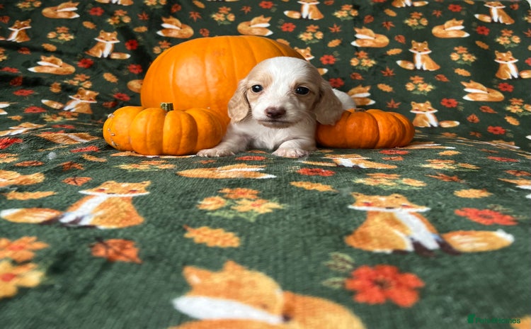 Miniature Dachshund dogs - Advert 2