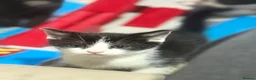 Mixed Breed cats for sale: Beautiful kittens - Advert 8