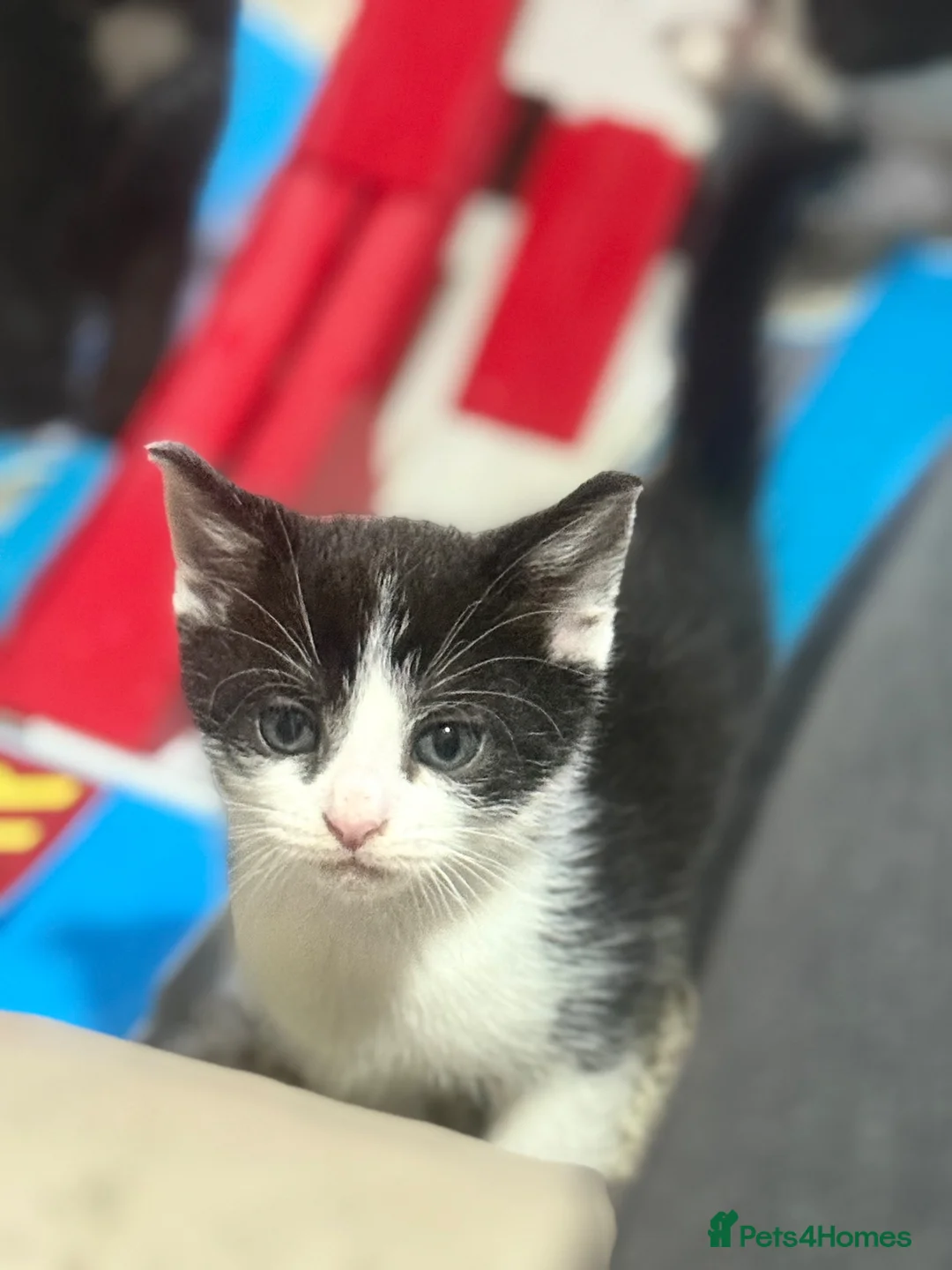 Mixed Breed cats for sale: Beautiful kittens - Advert 8