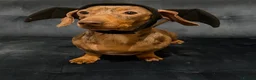 Miniature Dachshund dogs for sale: Mr & Mrs KC Miniature Dachshunds  - Advert 3