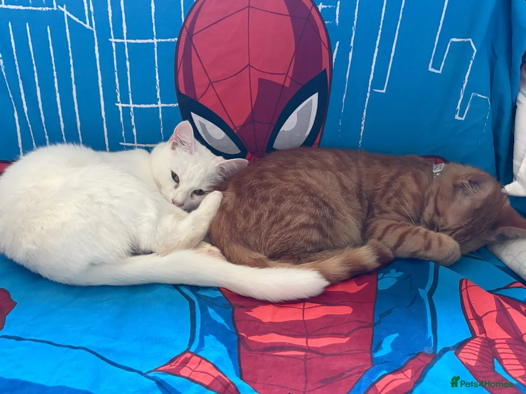 Mixed Breed cats for sale: Brother and sister - Advert 1