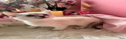 Egyptian Mau cats for sale: TICA Reg Egyptian MAU x Bengal x BSH unique coat in Southampton - Advert 7