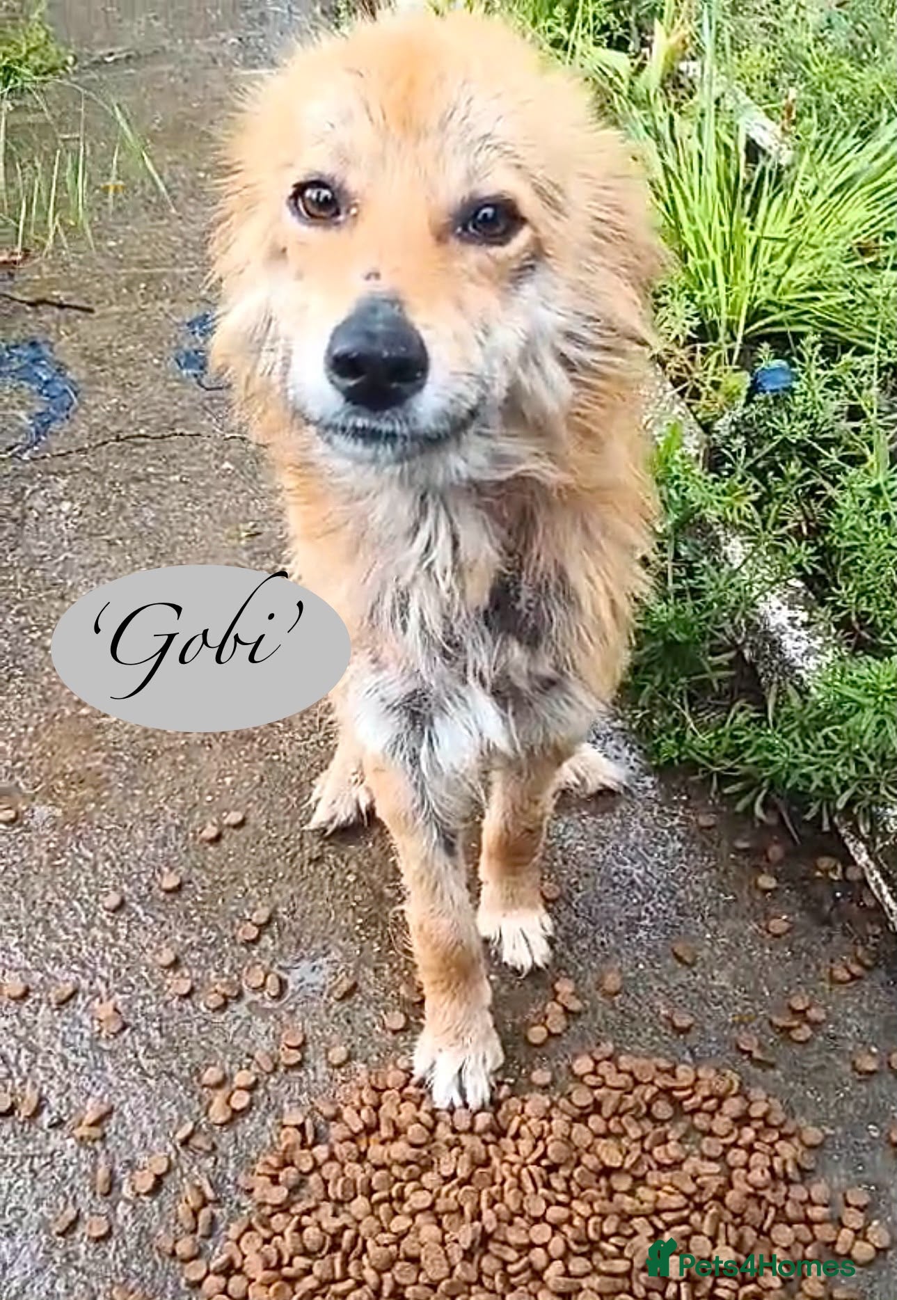 Mixed Breed dogs Gobi-2 1/2 yr little fella-Available for adoption  - Advert 1