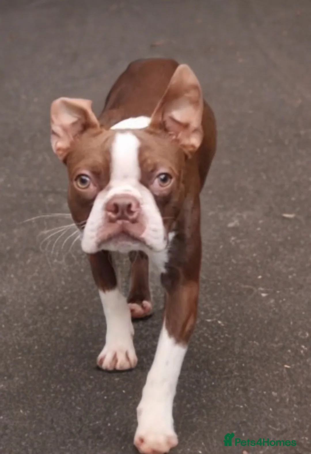 Boston Terrier dogs for stud: Red Boston Terrier Stud - Advert 2