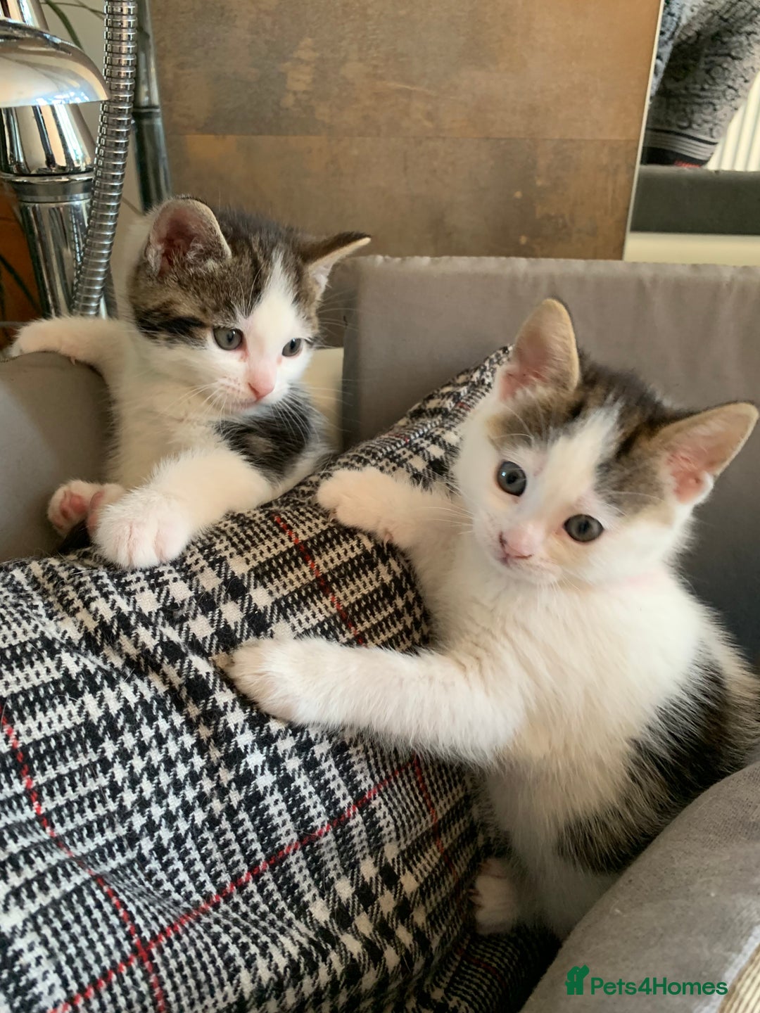 British Shorthair cats for sale: British Shorthair Kittens - Image 4