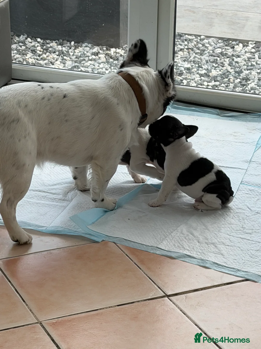 French Bulldog dogs for sale: Puppys  - Advert 5