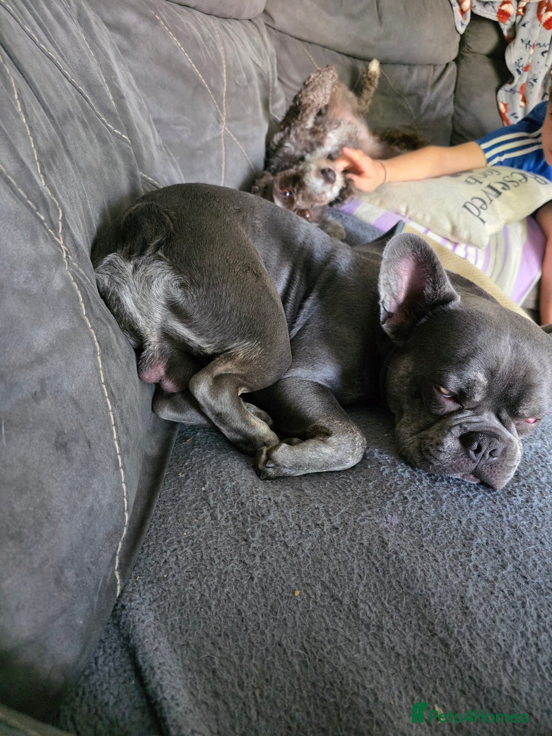 French Bulldog dogs for sale: Male French bulldog - Advert 1