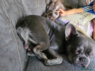 French Bulldog dogs Male French bulldog - Advert 16