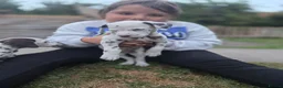 Dalmatian dogs for sale: LIVER AND BLACK DALMATIAN PUPPYS - Advert 4
