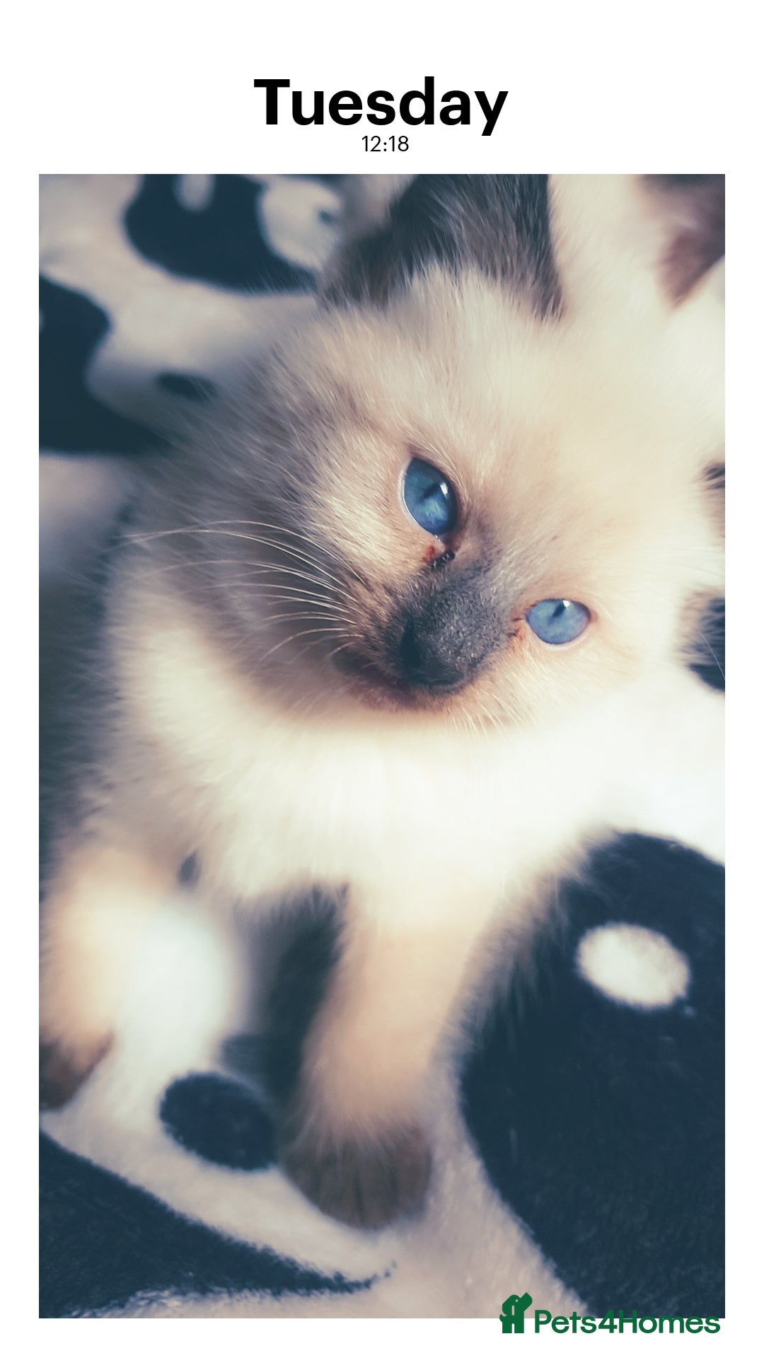 Siamese cats Siamese/ Ghost tabby  - Advert 2