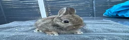 Netherland Dwarf rabbits for sale: Young Netherland Dwarfs - Advert 2