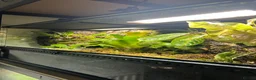 Skink reptiles for sale: Breeding pair of red eye crocodile skinks - Advert 7