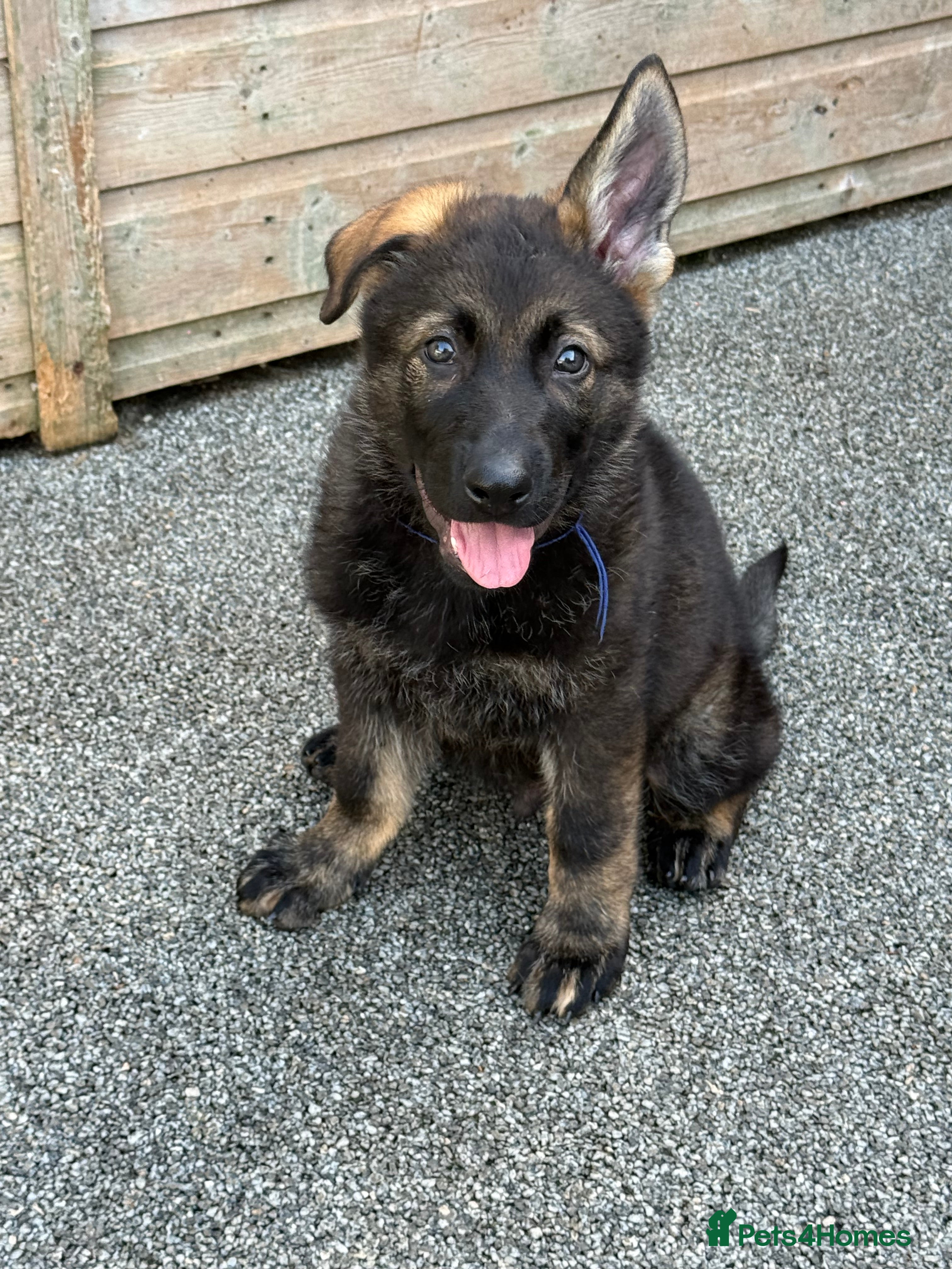 German Shepherd dogs Exceptional KC Reg Czech Working Line GSD Puppies - Advert 2