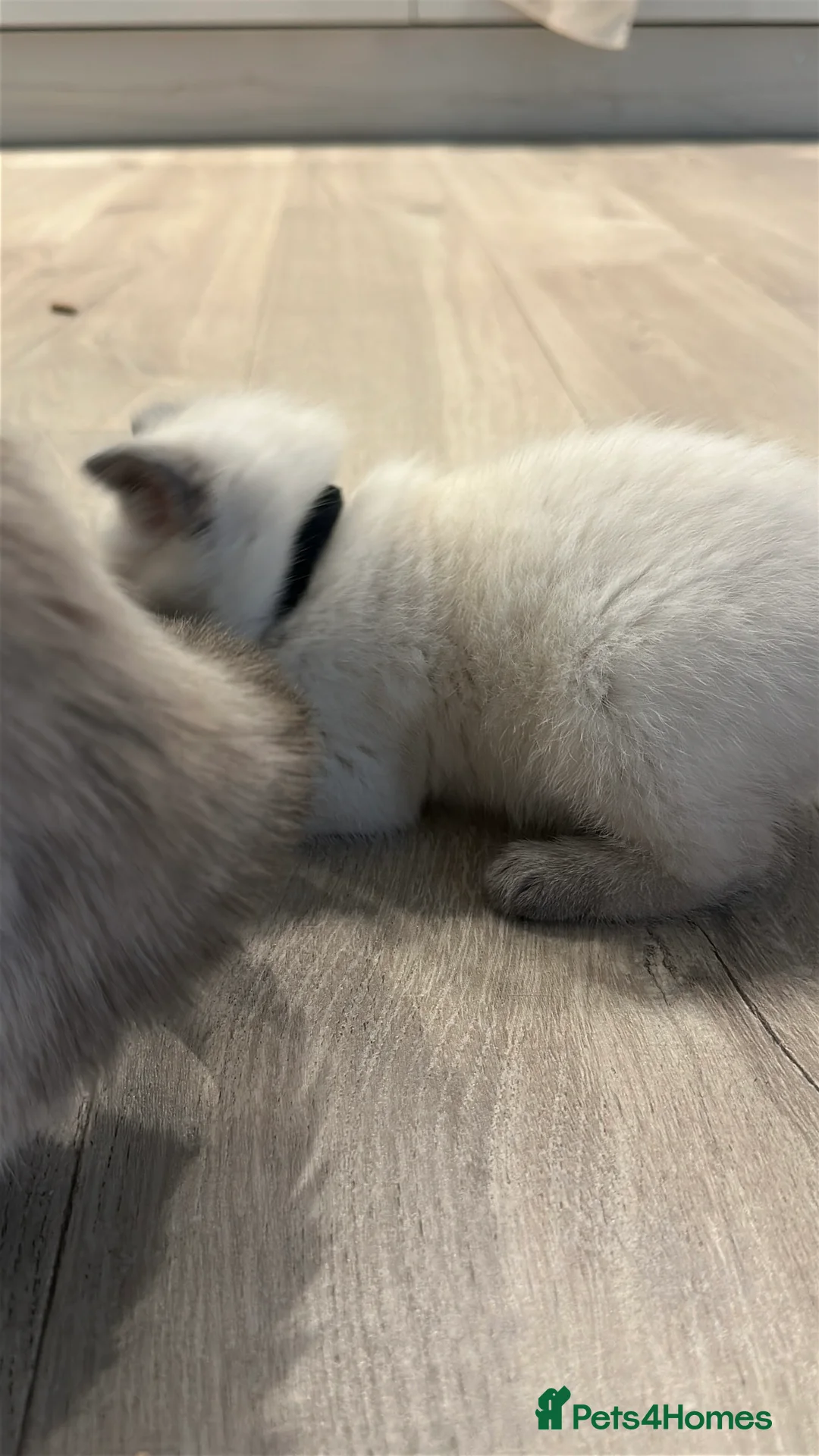 Mixed Breed cats for sale: Beautiful Ragdoll x BSH Kittens – 4 Available - Advert 17