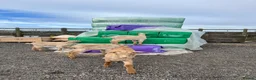 Goats livestock for sale: Royal golden guernsey wethers  - Advert 4