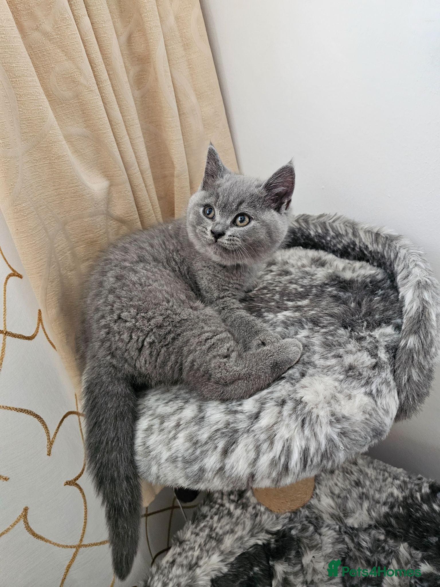 British Shorthair cats British Shorthair Blue & Lilac  - Advert 2