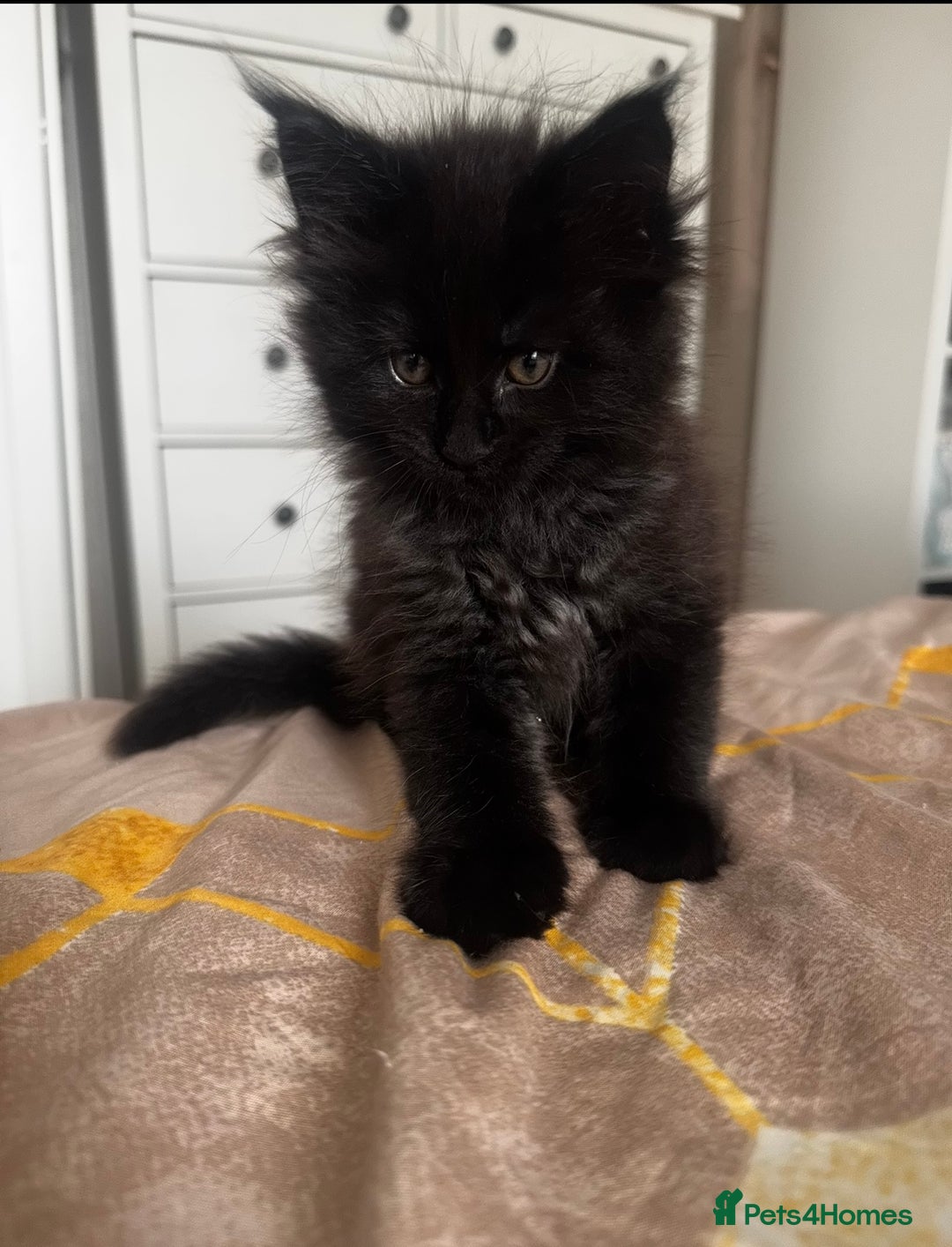 Maine Coon cats for sale: 1 BLACK SMOKE BOY 1 TORTIE GIRL MAINE COON KITTENS - Image 16