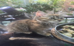 Mixed Breed cats for sale: STUNNING MULTICOLOURED KITTEN !!! - Image 2