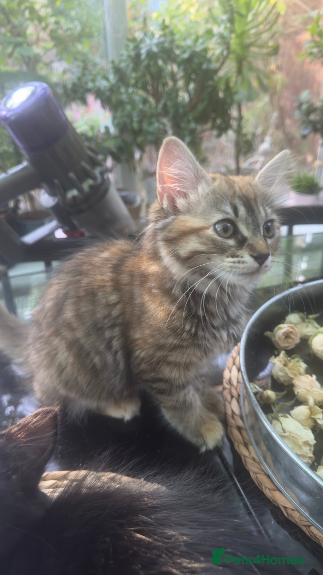 Mixed Breed cats for sale: STUNNING MULTICOLOURED KITTEN !!! - Image 2