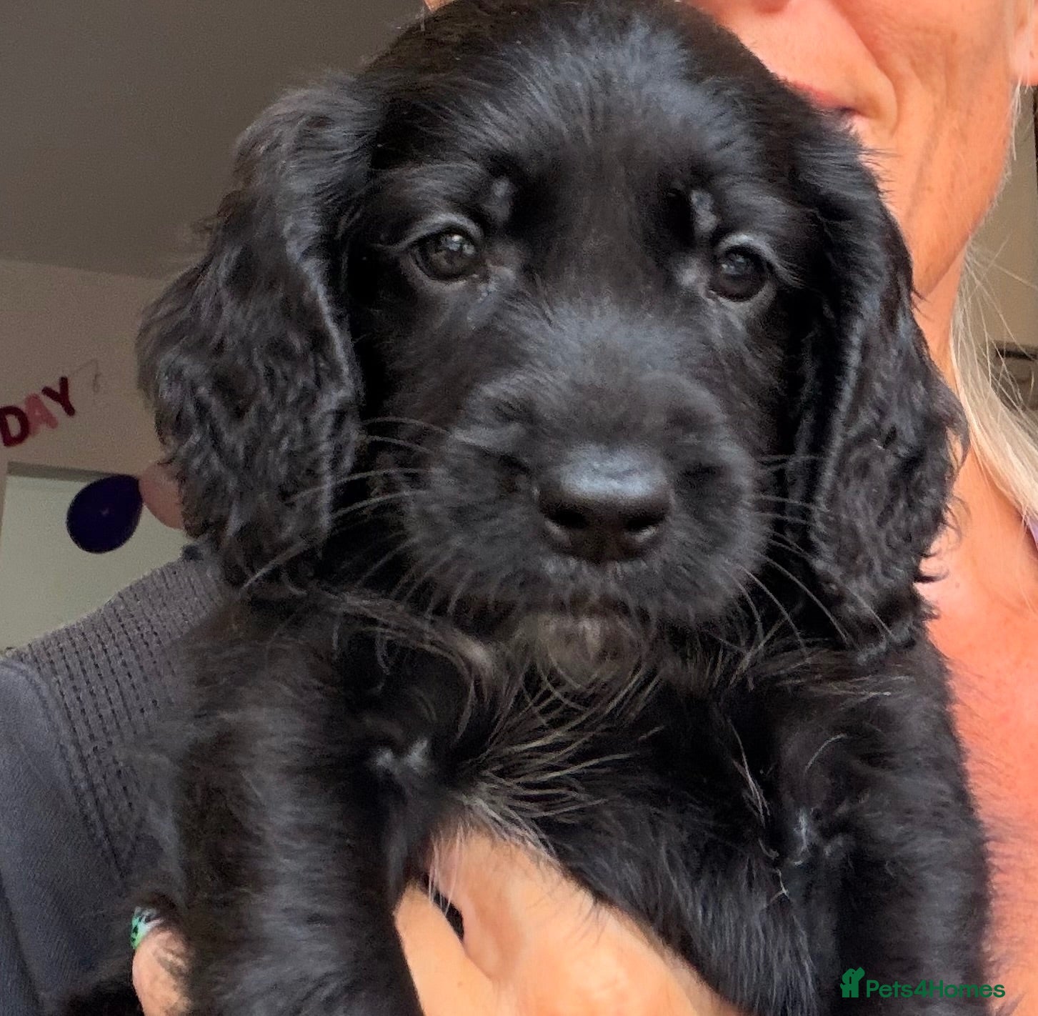 Cockapoo dogs F1B Cockapoo puppies**** 1 male left****   - Advert 2