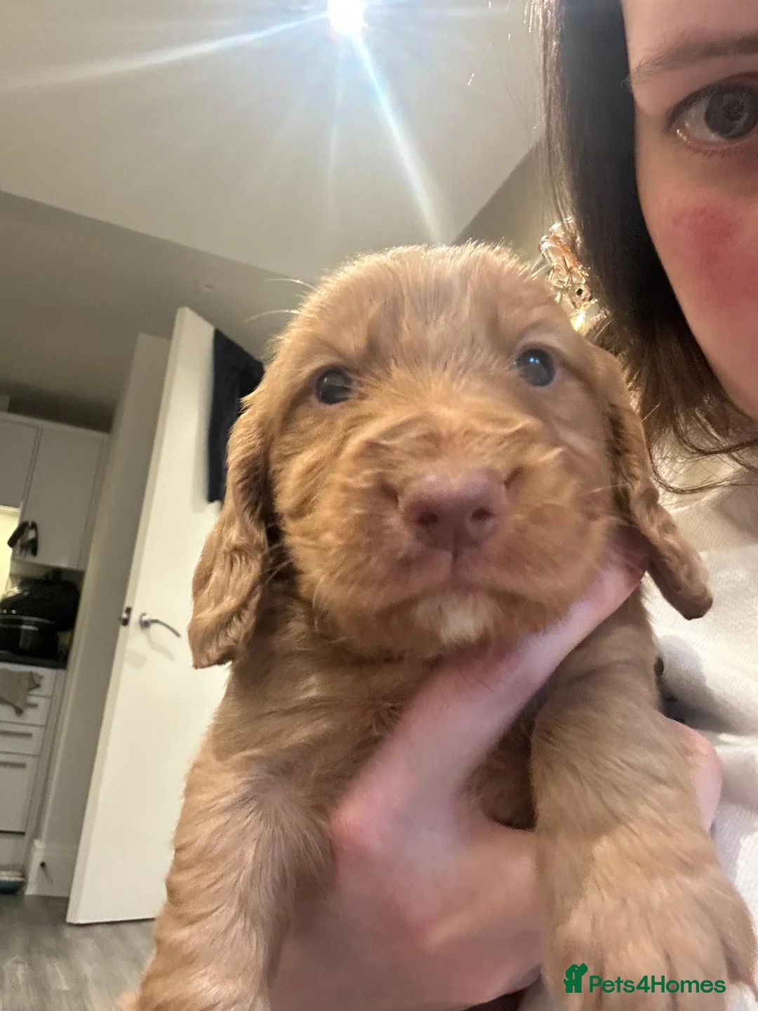 Cocker Spaniel dogs for sale: Working cocker spaniel puppies  - Advert 28
