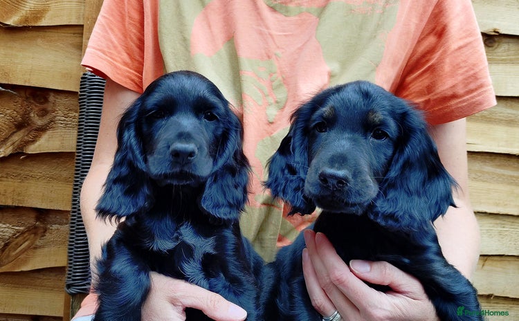 Cocker Spaniel dogs - Advert 2